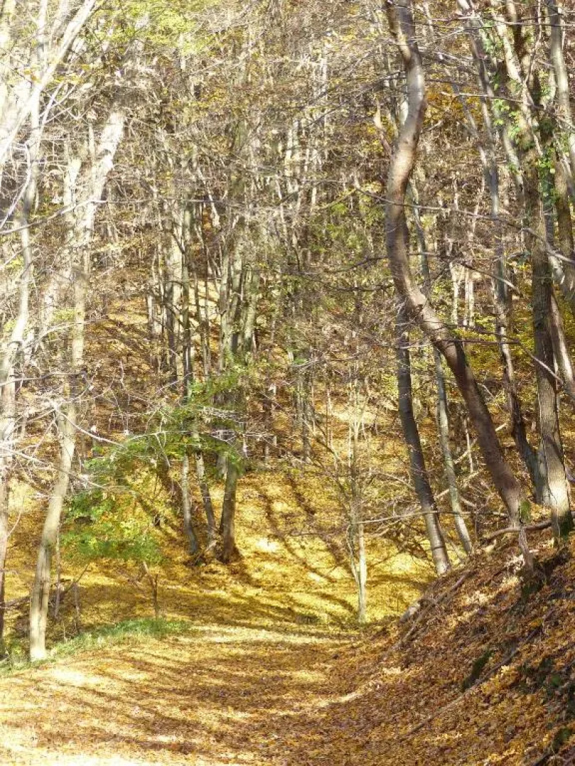 Ferienhaus Fischbachtal