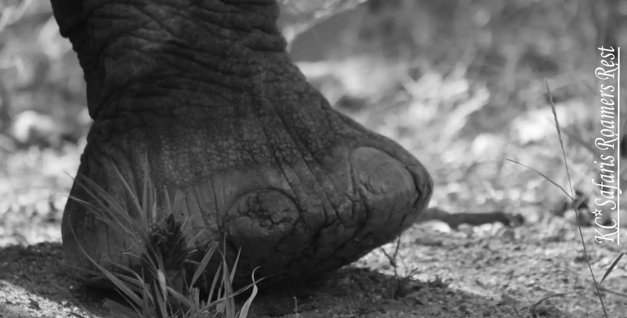 Roamers Rest Safari Lodge