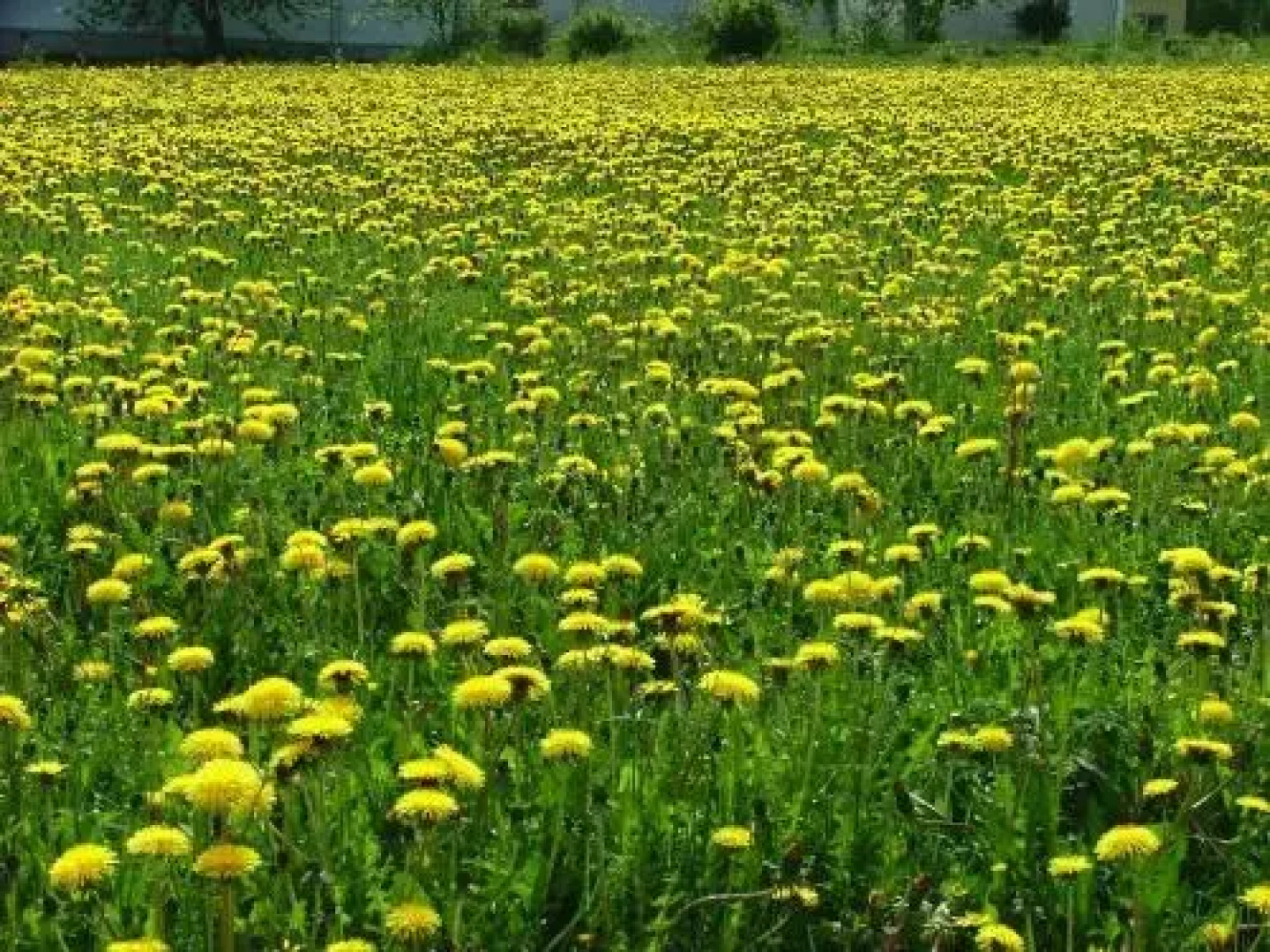 Wanha Pappila Cottages