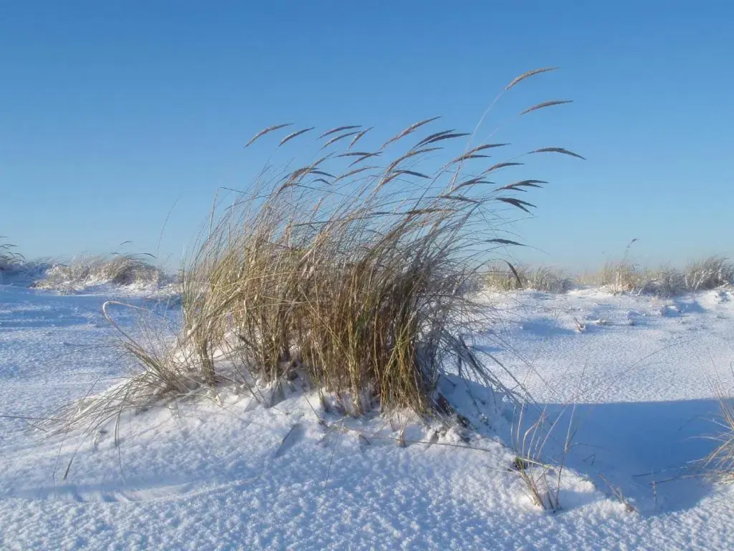 Ferienhaus Nordstrand Whg 4