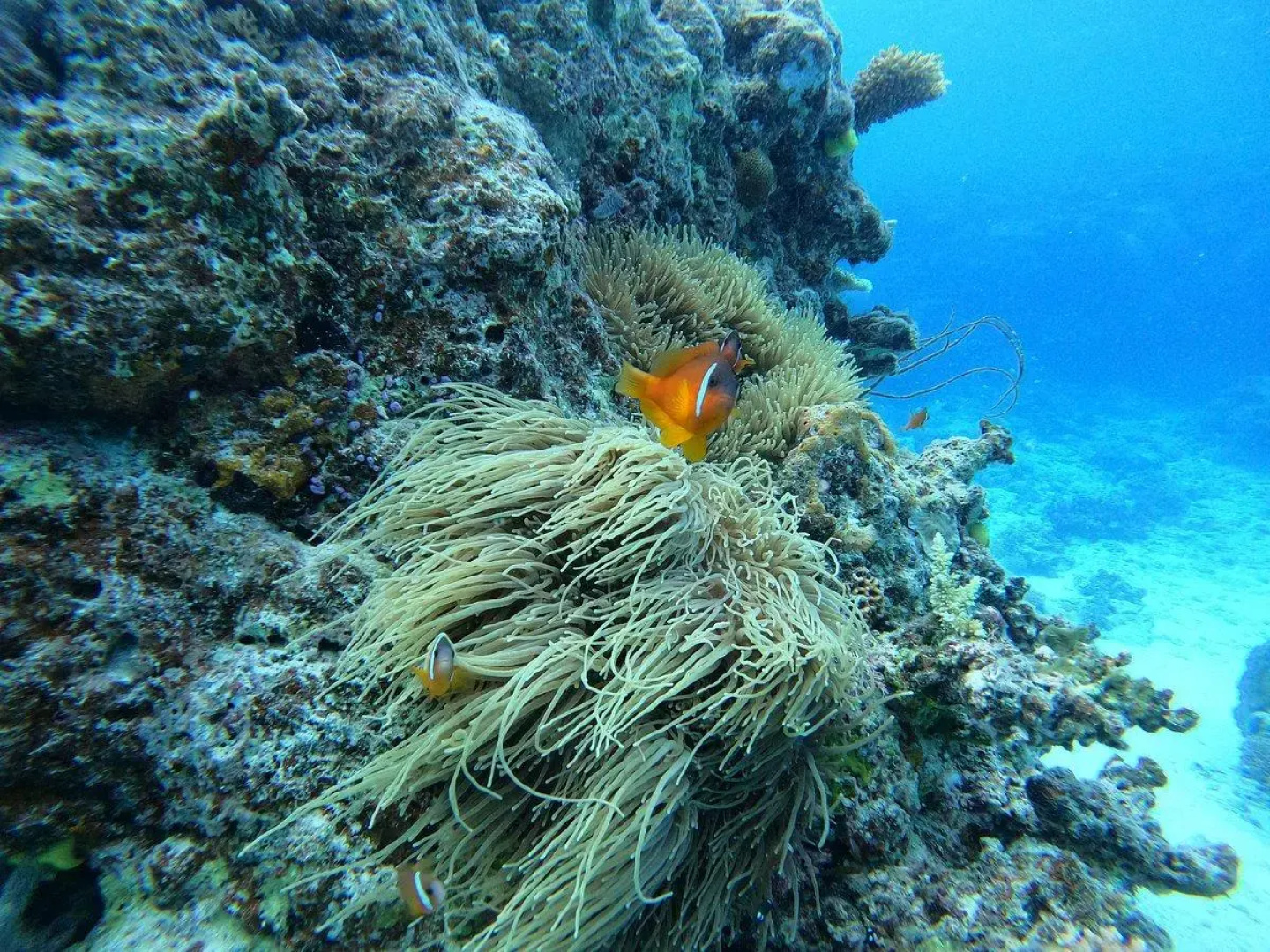 Ratu Kini Dive Resort