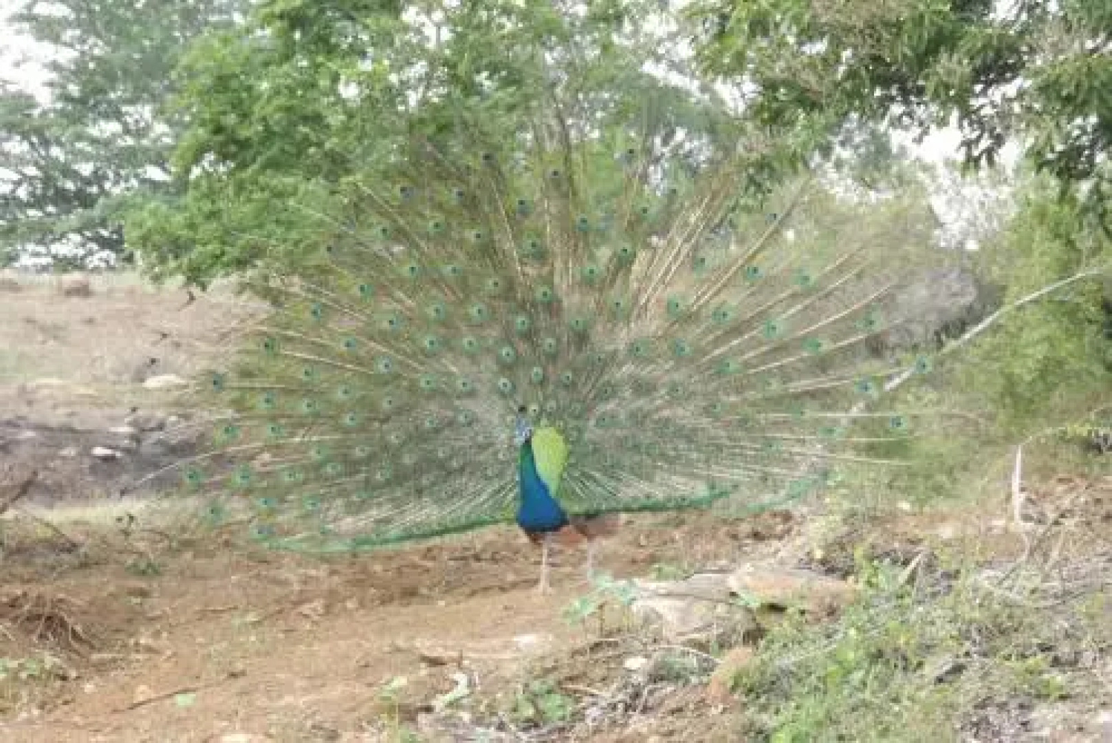 Buddika Safari & Resort