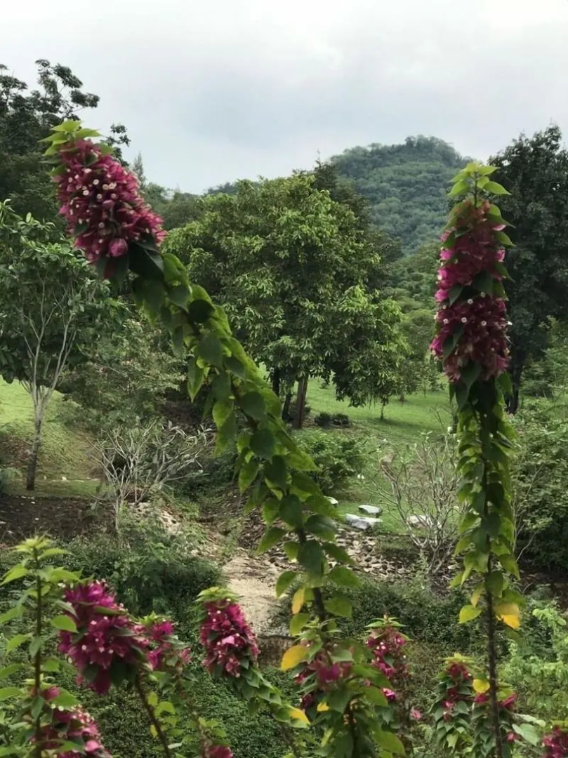 Suan Phueng Pa Wai Resort