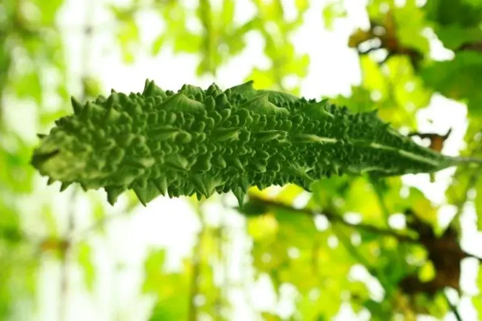 Aiswarya Spices And Dreamland