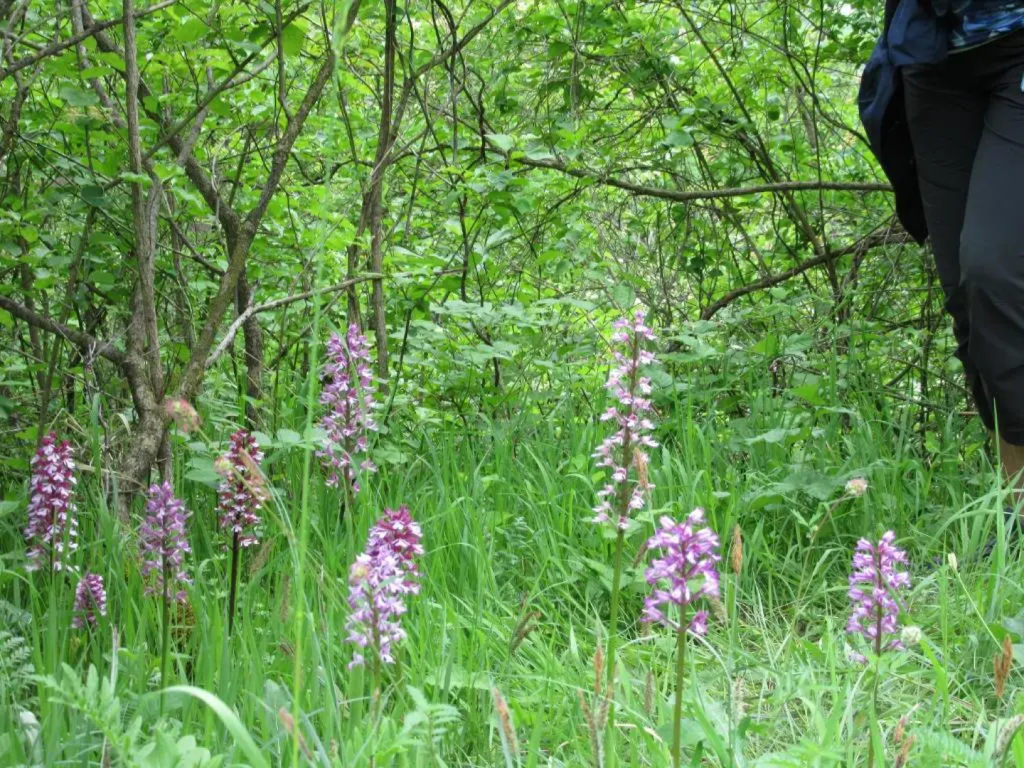 Hotel Haus Orchideental