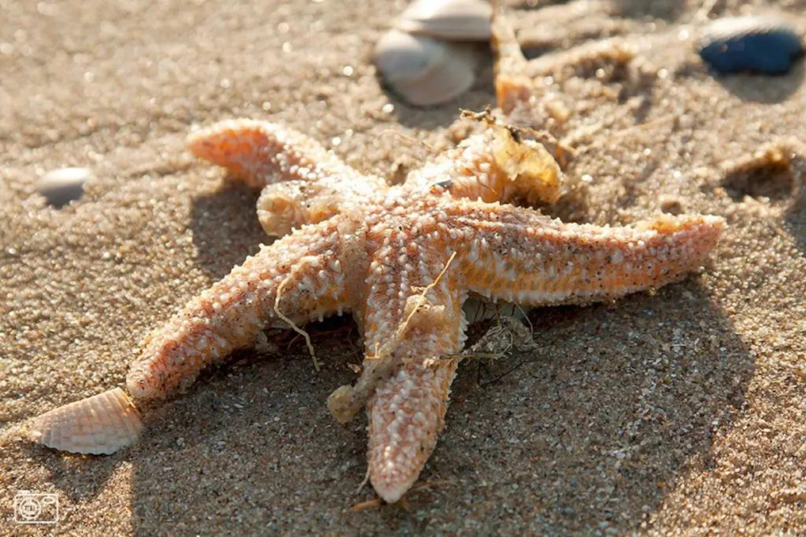 Apartments Four Seasons Voorstraat