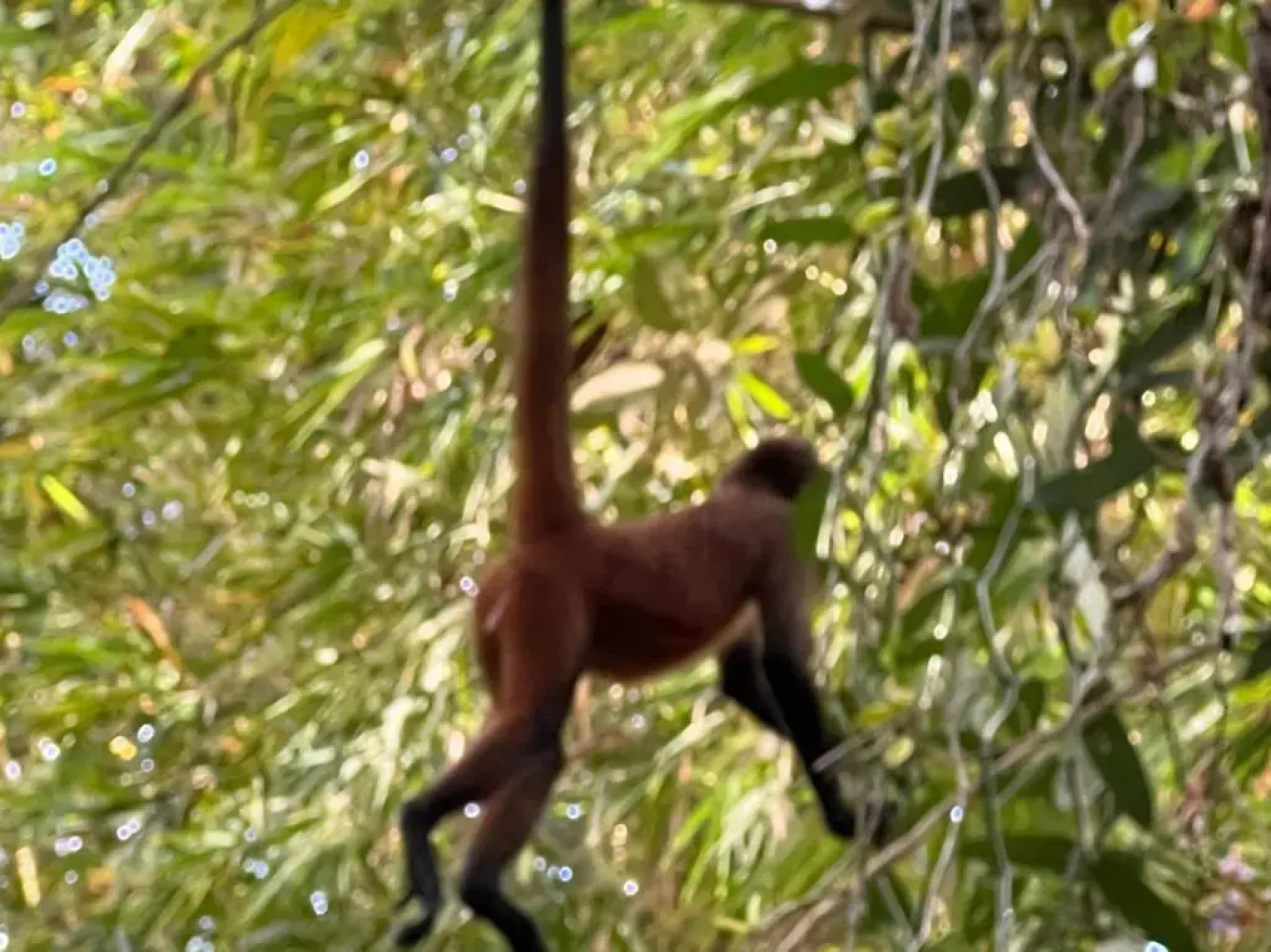 Palapa Hut Hostel & Camping