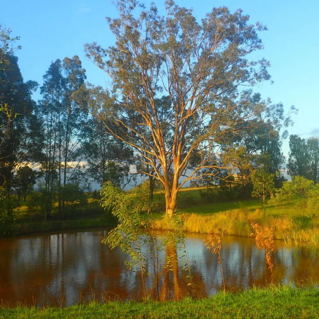 Red Door Collective - RDC Estate