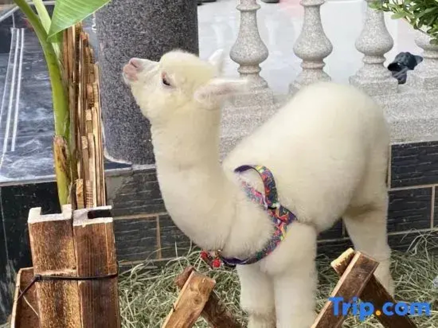 Xinjia Xiaoyuan (Weishan Ancient City Store)