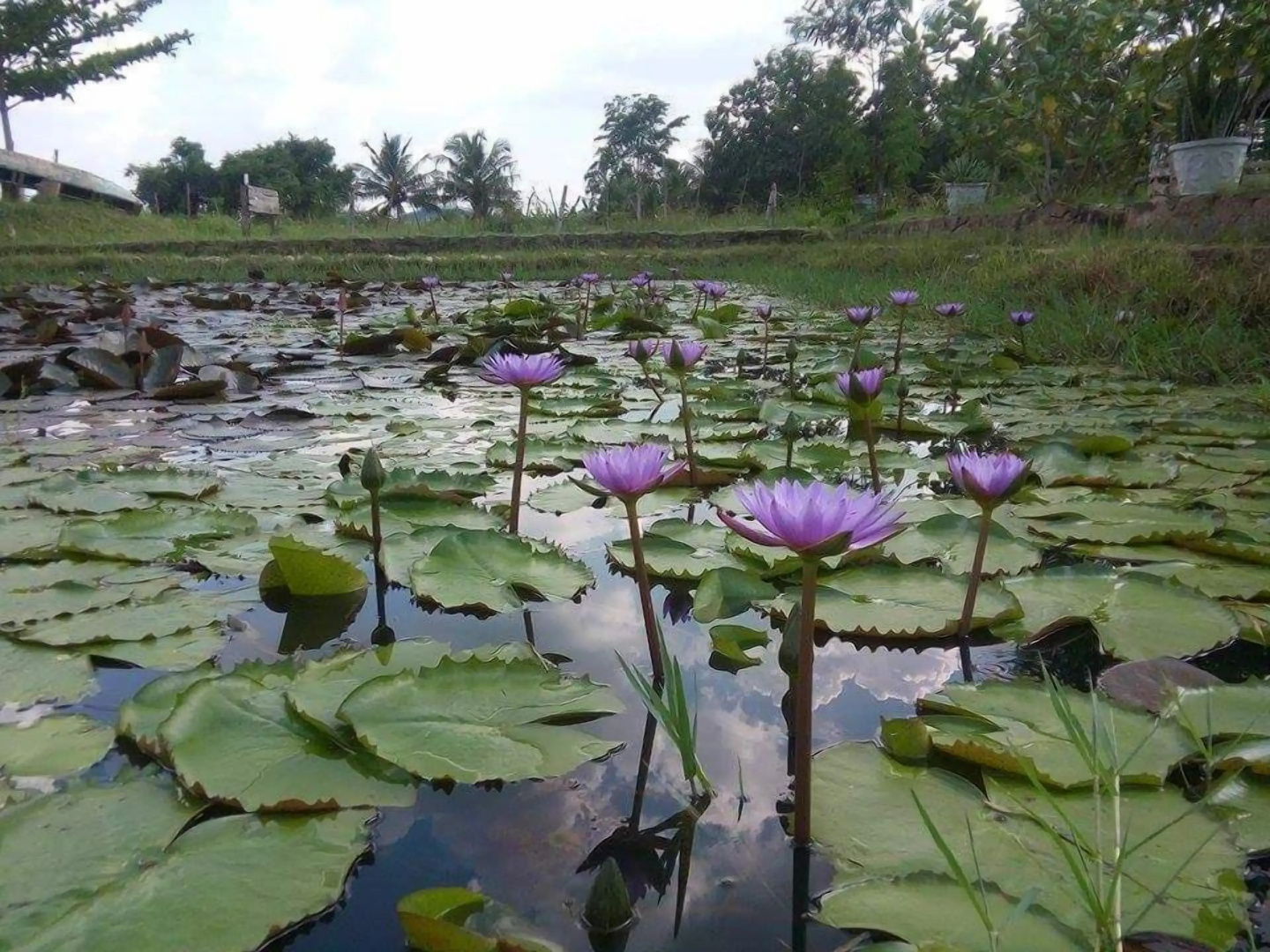 Lotus Chalets Eco Hotel