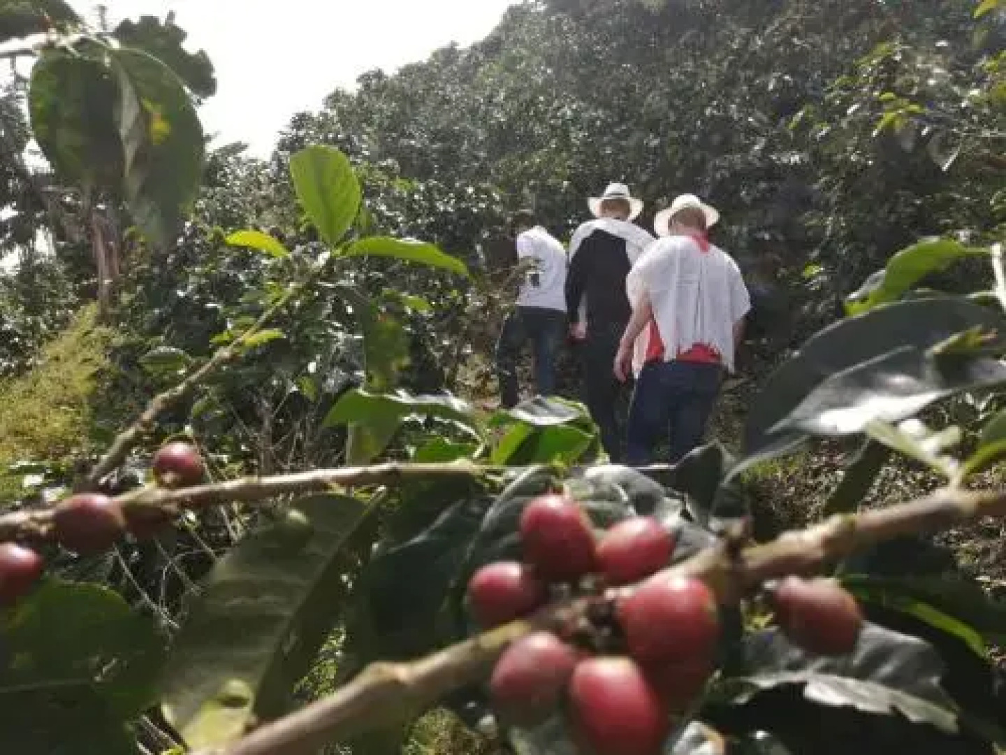 Finca turistica Santa Clara