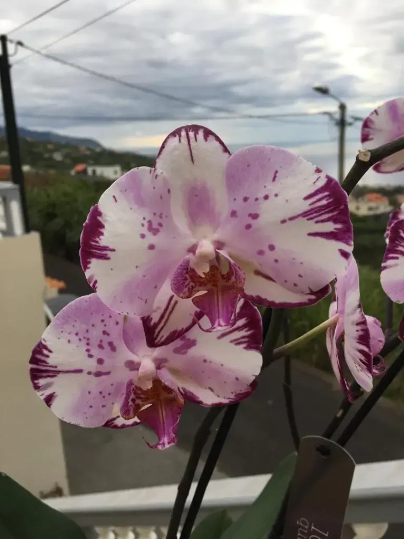 Slice Of Ponta Do Sol- Ground Floor- Sea View