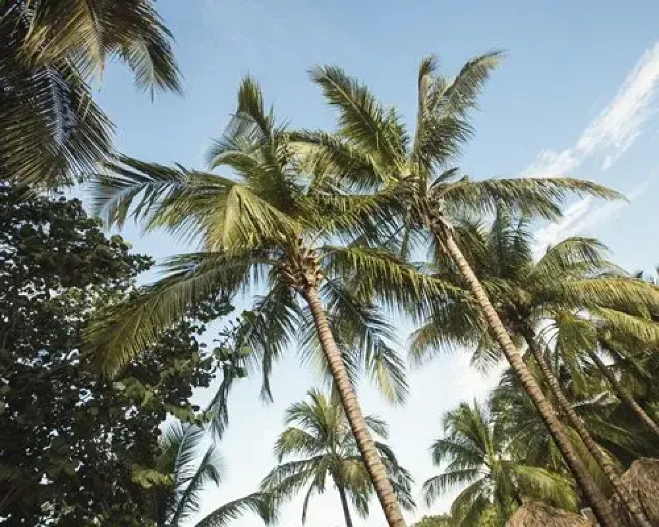 Viva Dominicus Beach by Wyndham, A Trademark All Inclusive