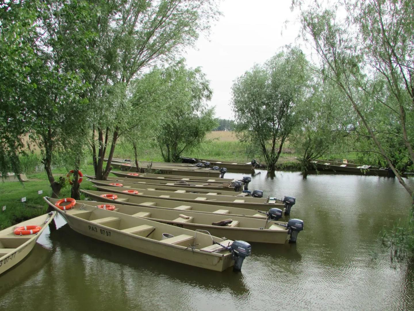 Золотой Лотос