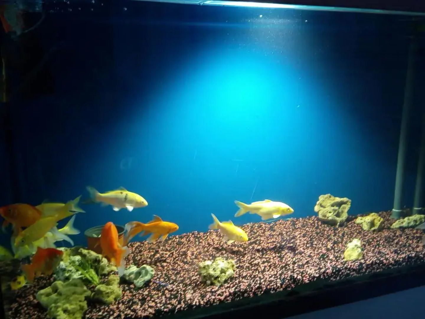 Zolotaya Rybka Guest House