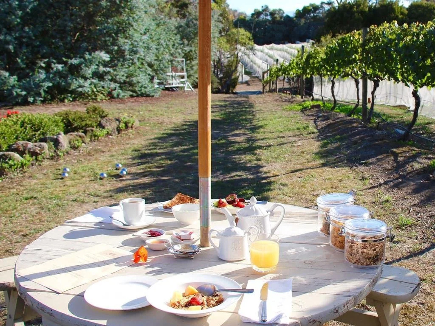 Every Man and His Dog Vineyard