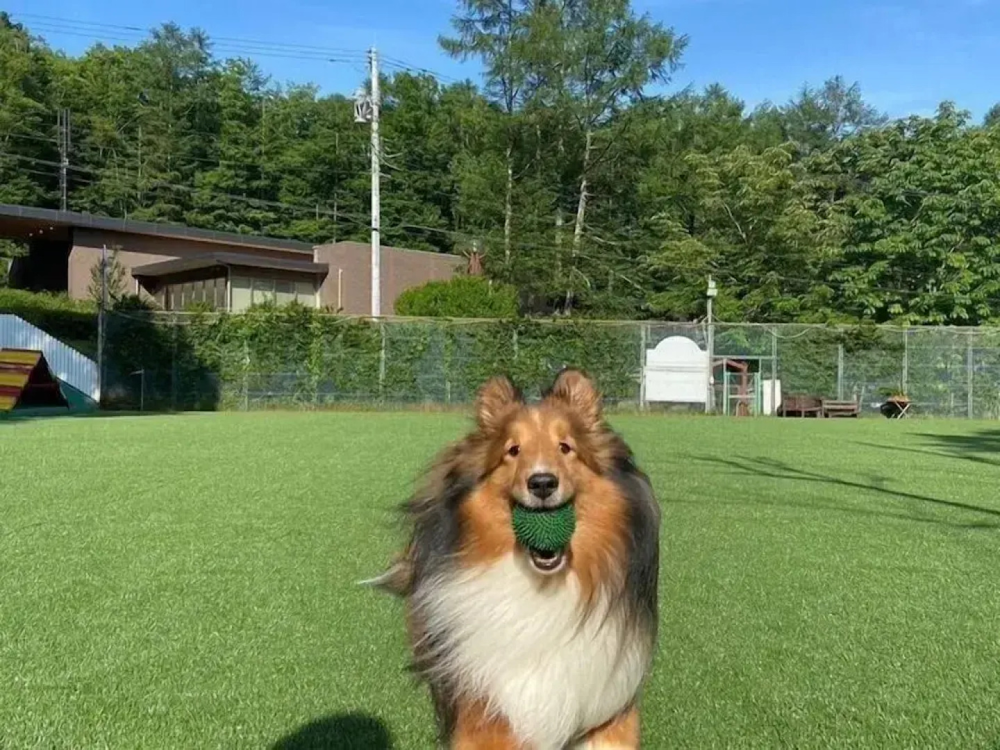 Izumigo Yatsugatake Dog Paradise Cottage