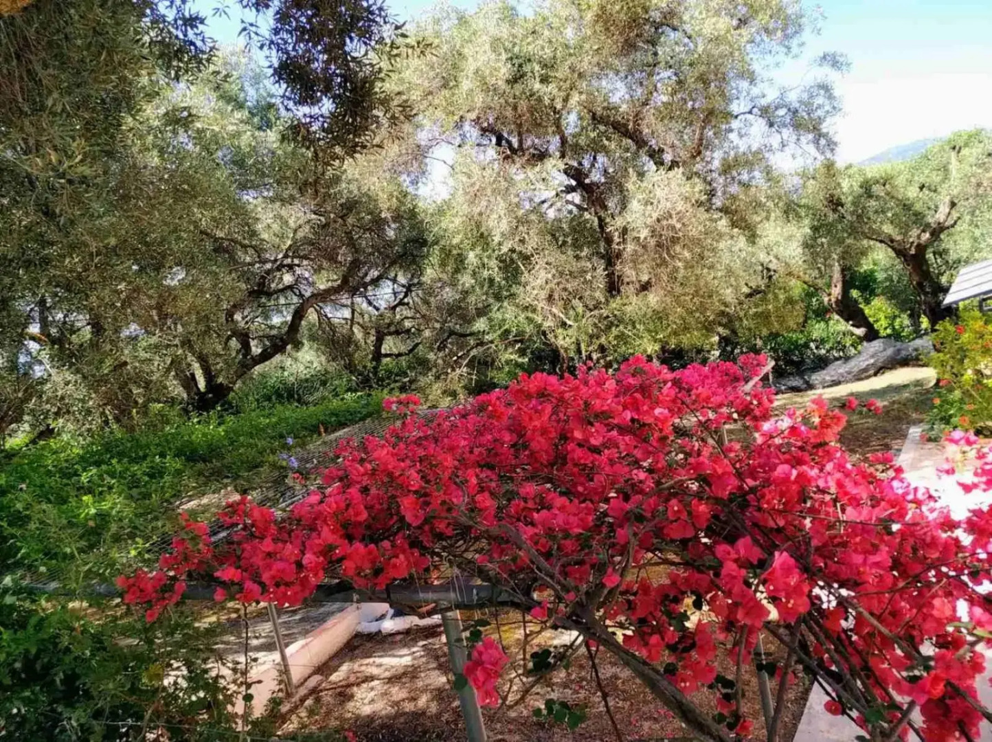 Villa Stefanos apartments