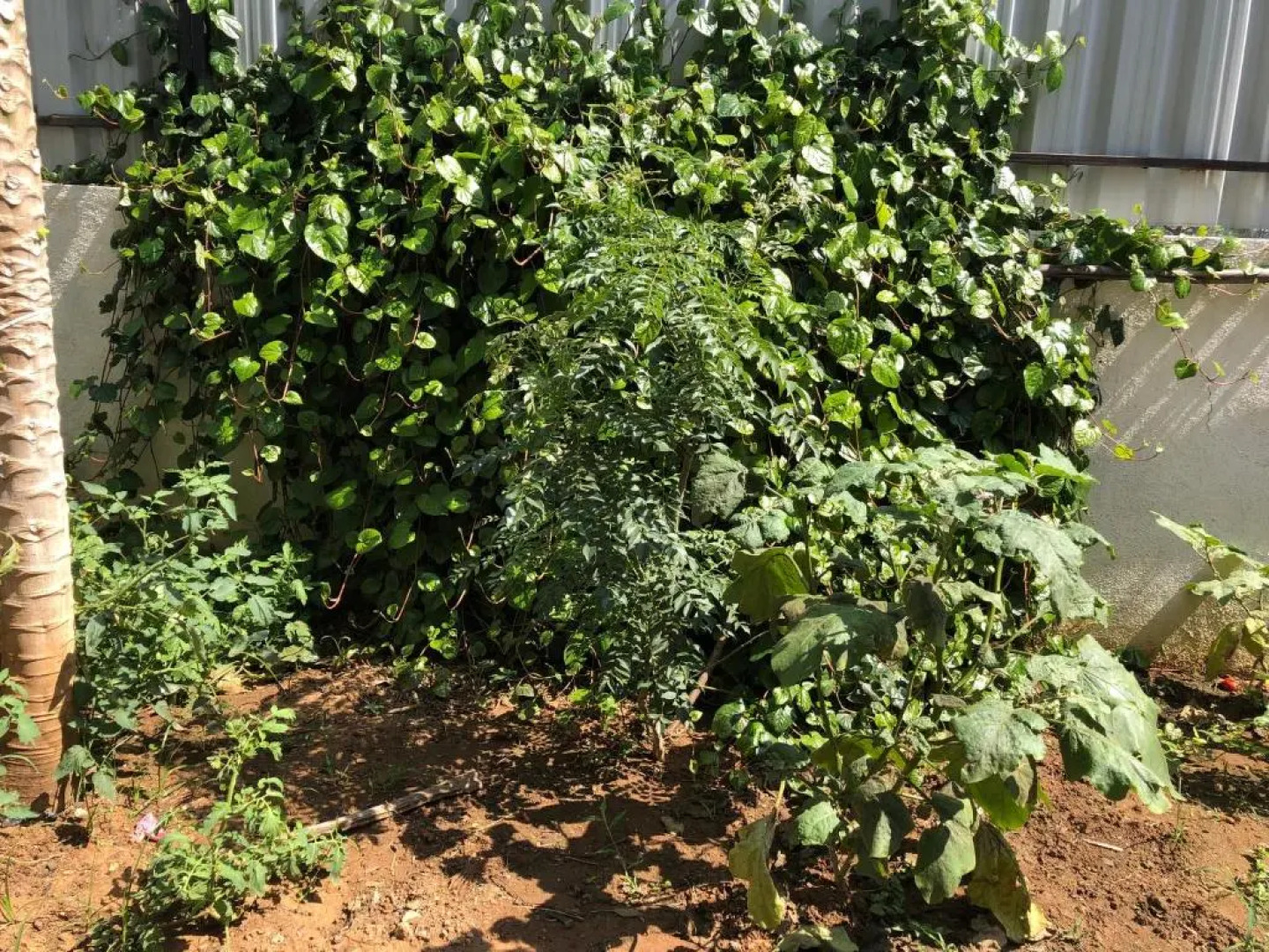 Prashanth's Mysore Home