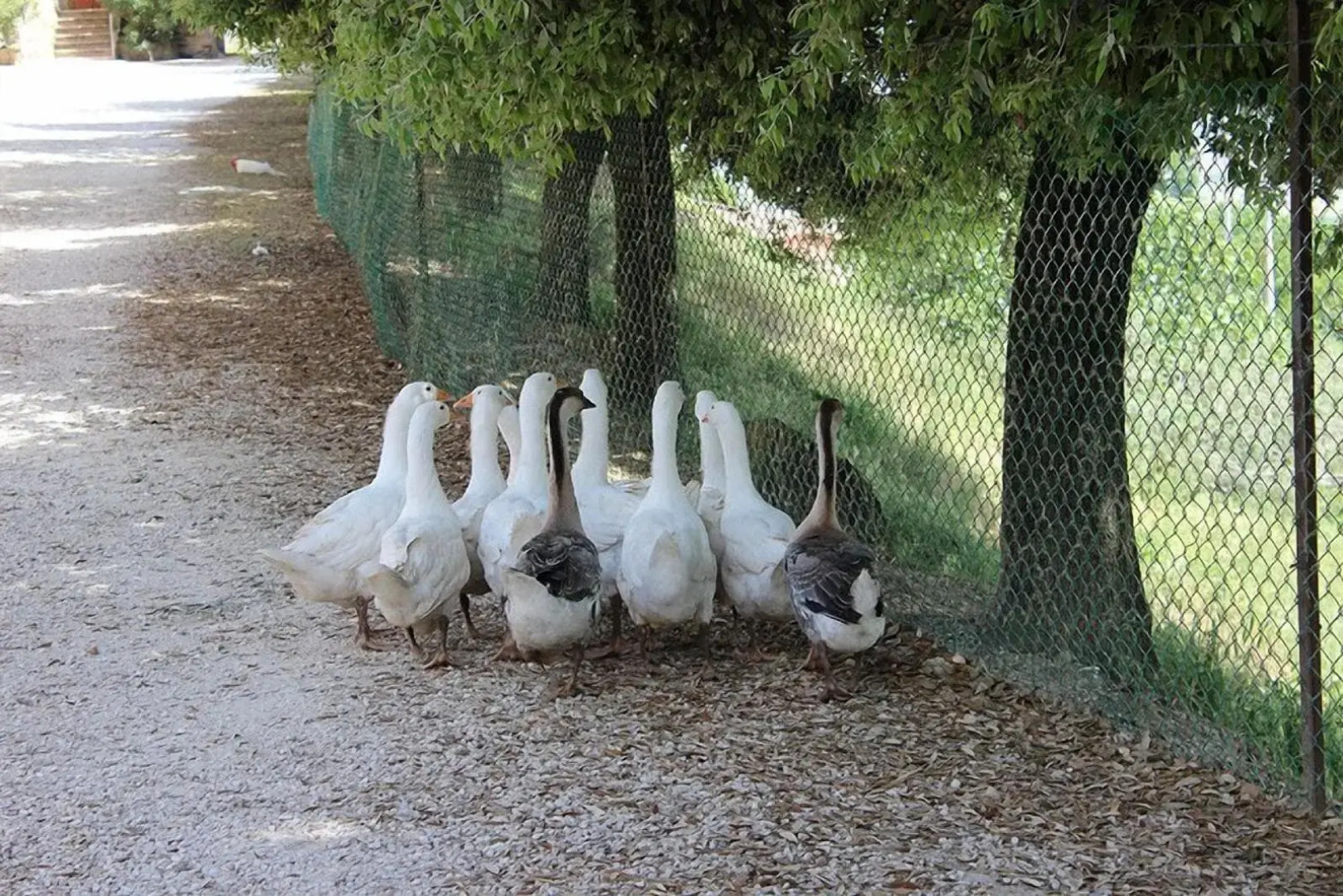 Società Agricola F.lli Angelucci