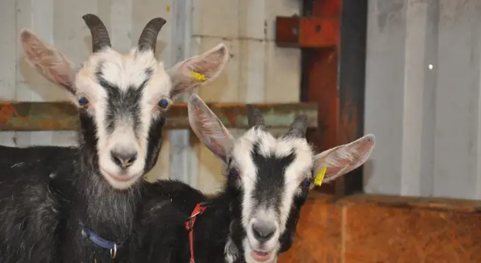 Ziegenhof Geitenboerderij Berthildesheim