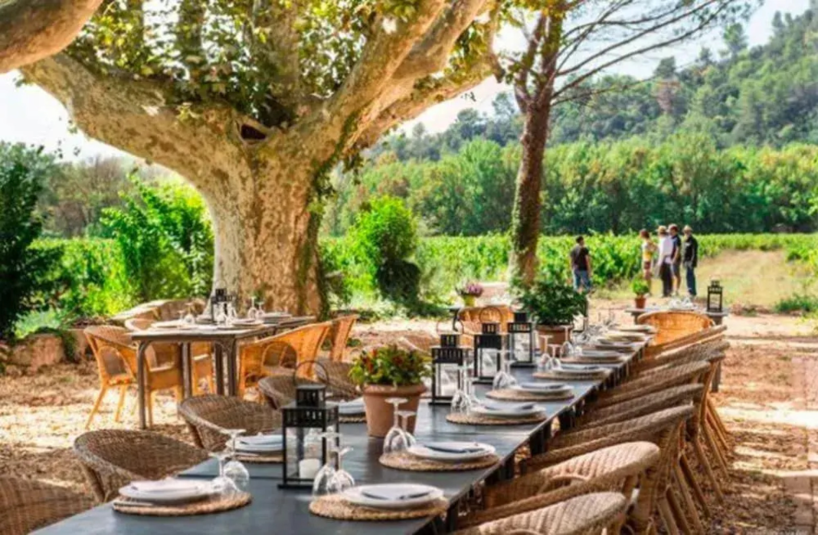 Domaine Regis Freres