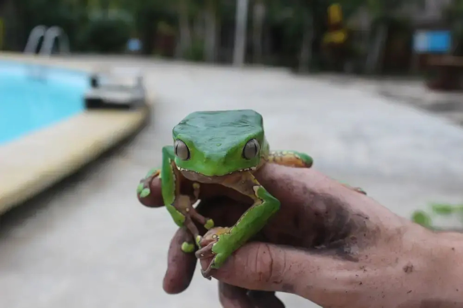 Amazon Garden Ecolodge
