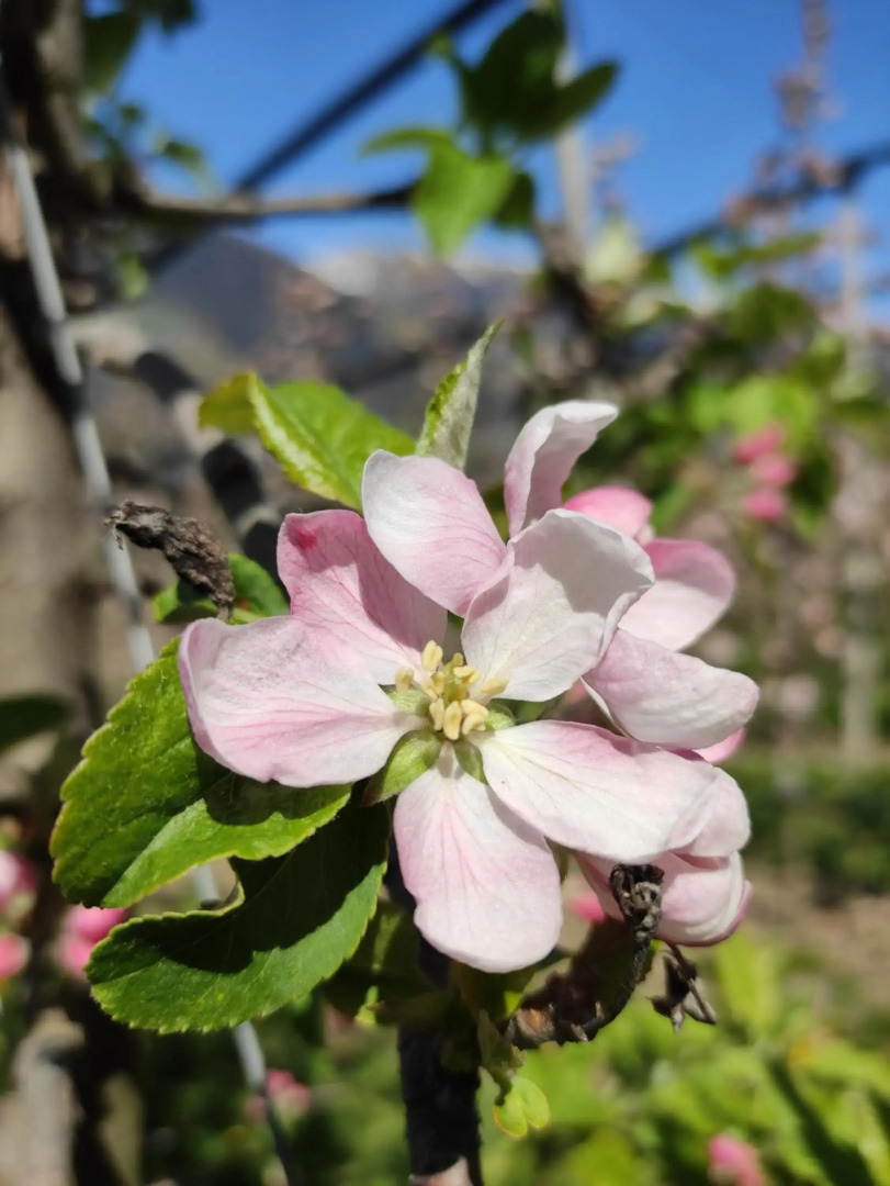 Prünsterhof Schenna