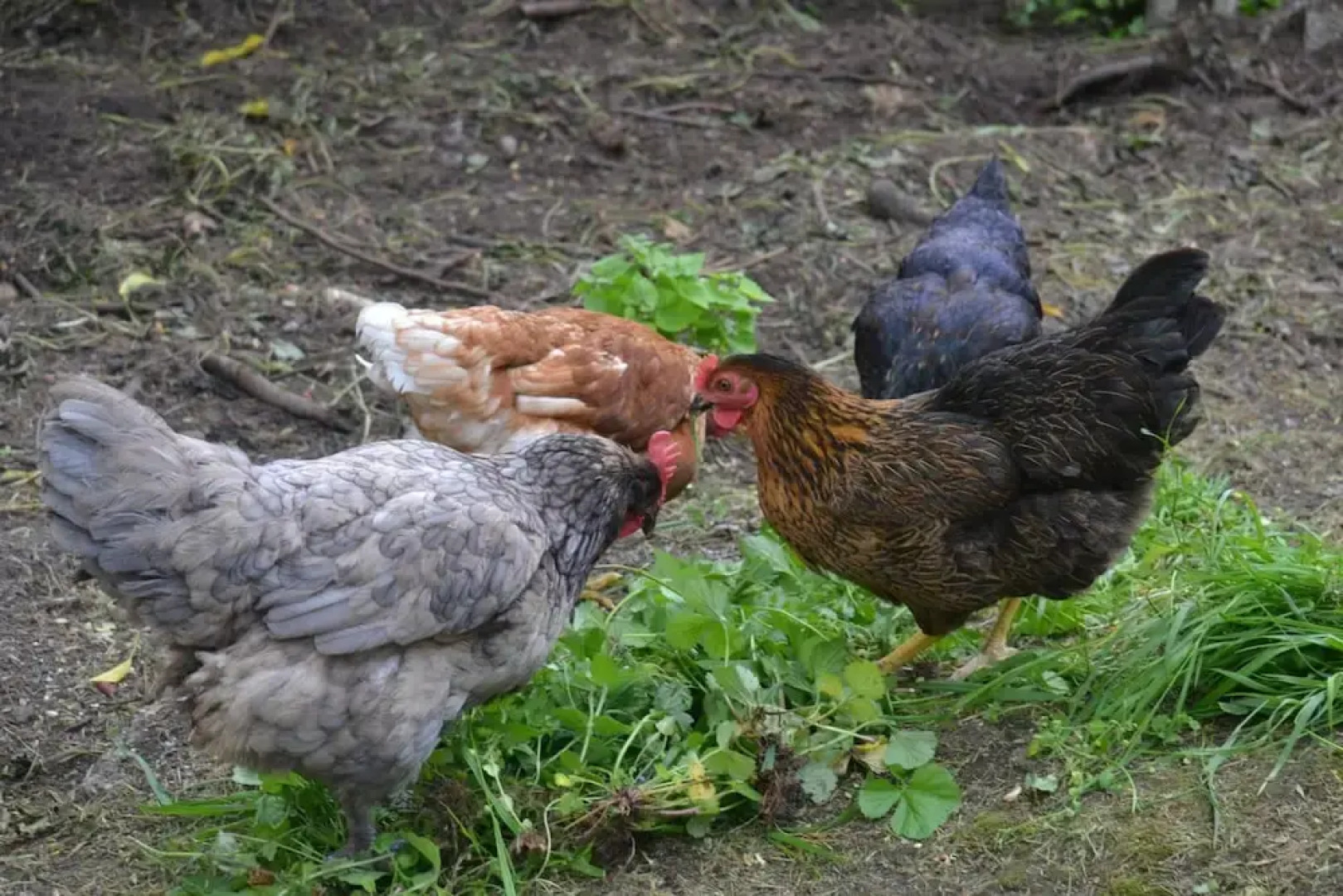 Le Manoir de Bonningues les Ardres