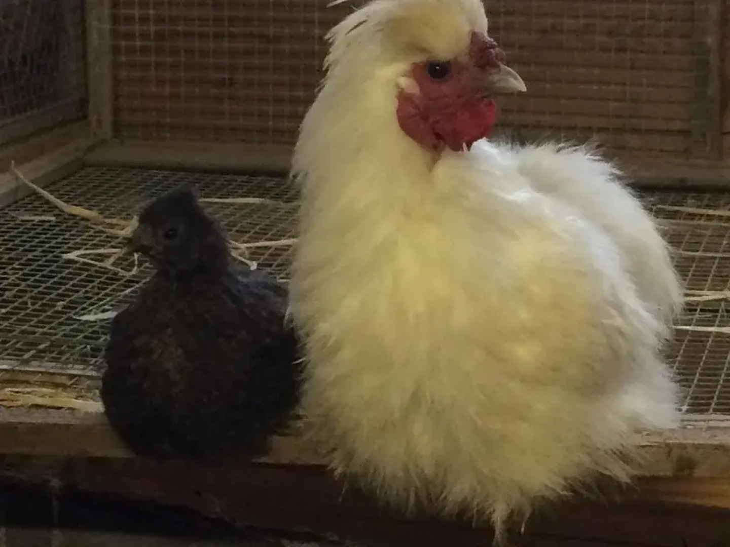 Ferienbauernhof Zirmhof