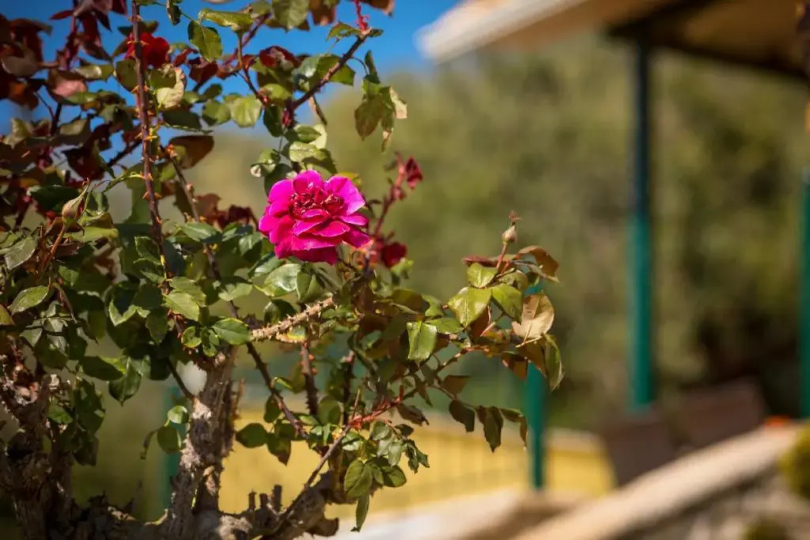 Koronisia Apartments