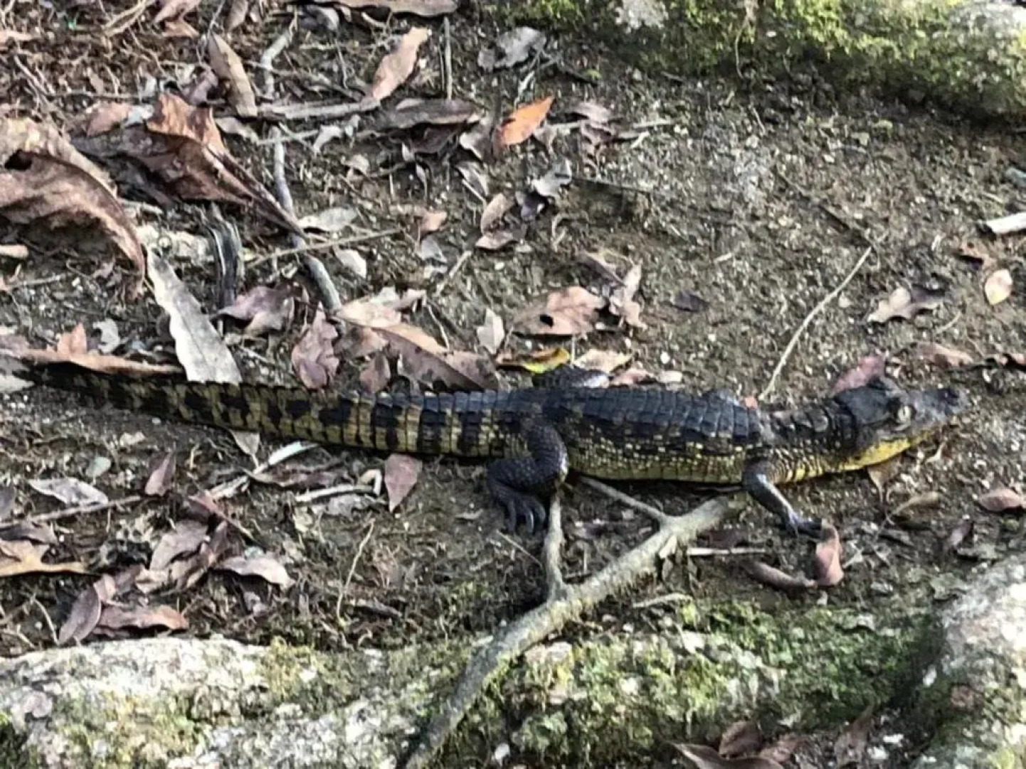 Palapa Hut Hostel & Camping