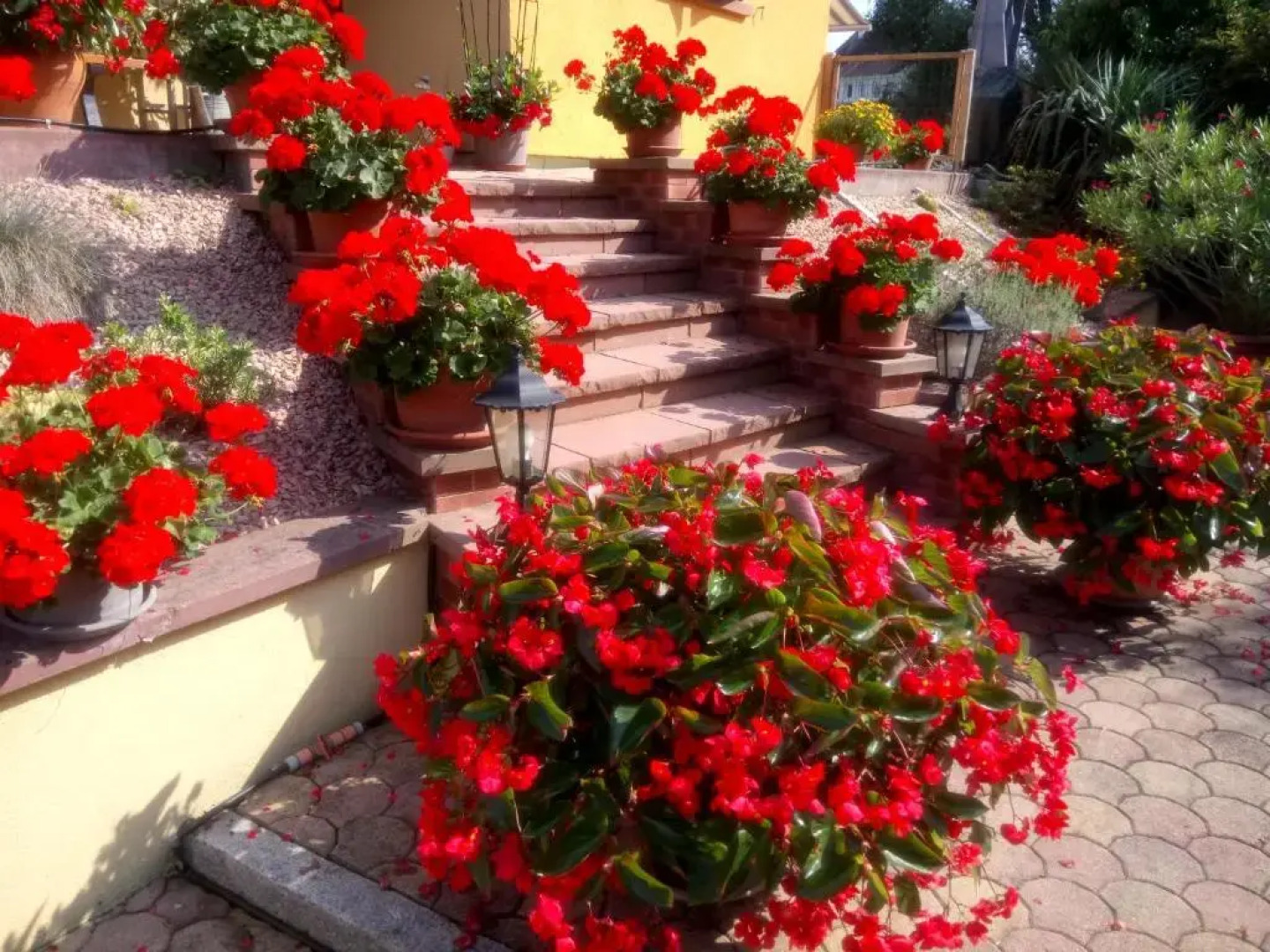 A l Ombre des Catalpas