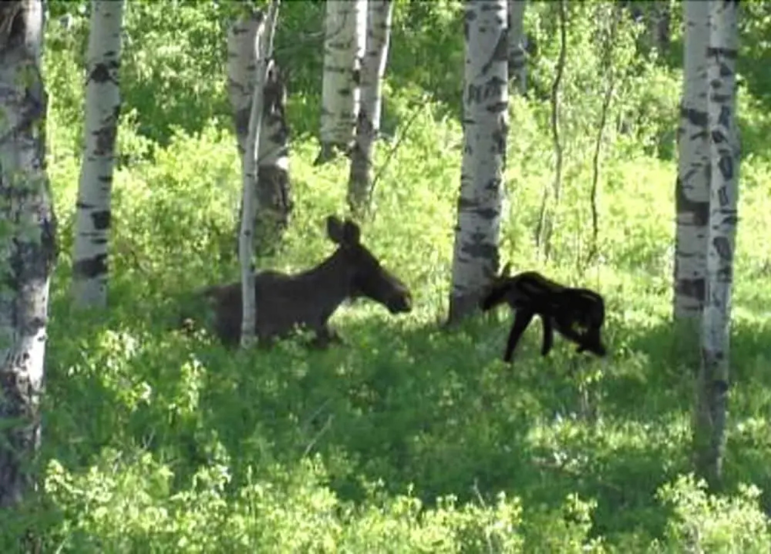 The Aspen Moose Vacation Cabin