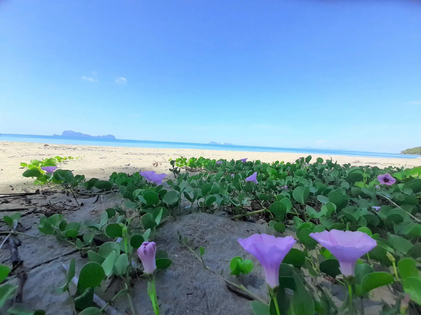 Cameron Island Resort