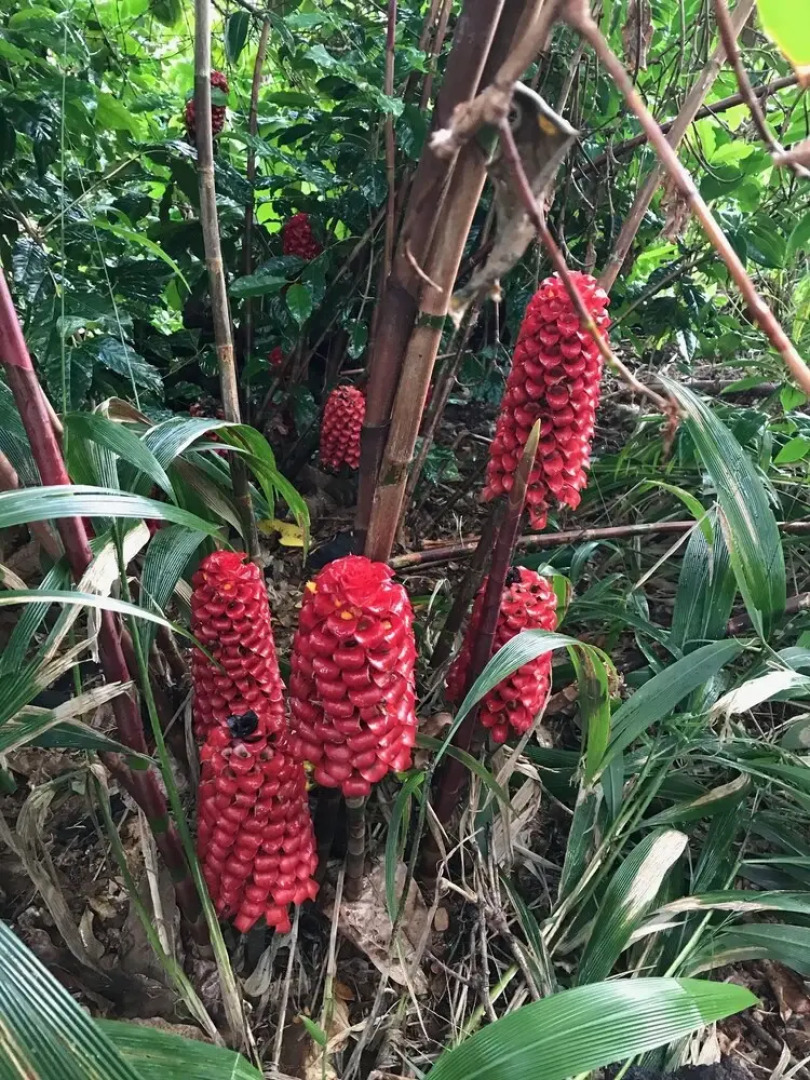 Sweet Spot Stay - Tikis and Treetops