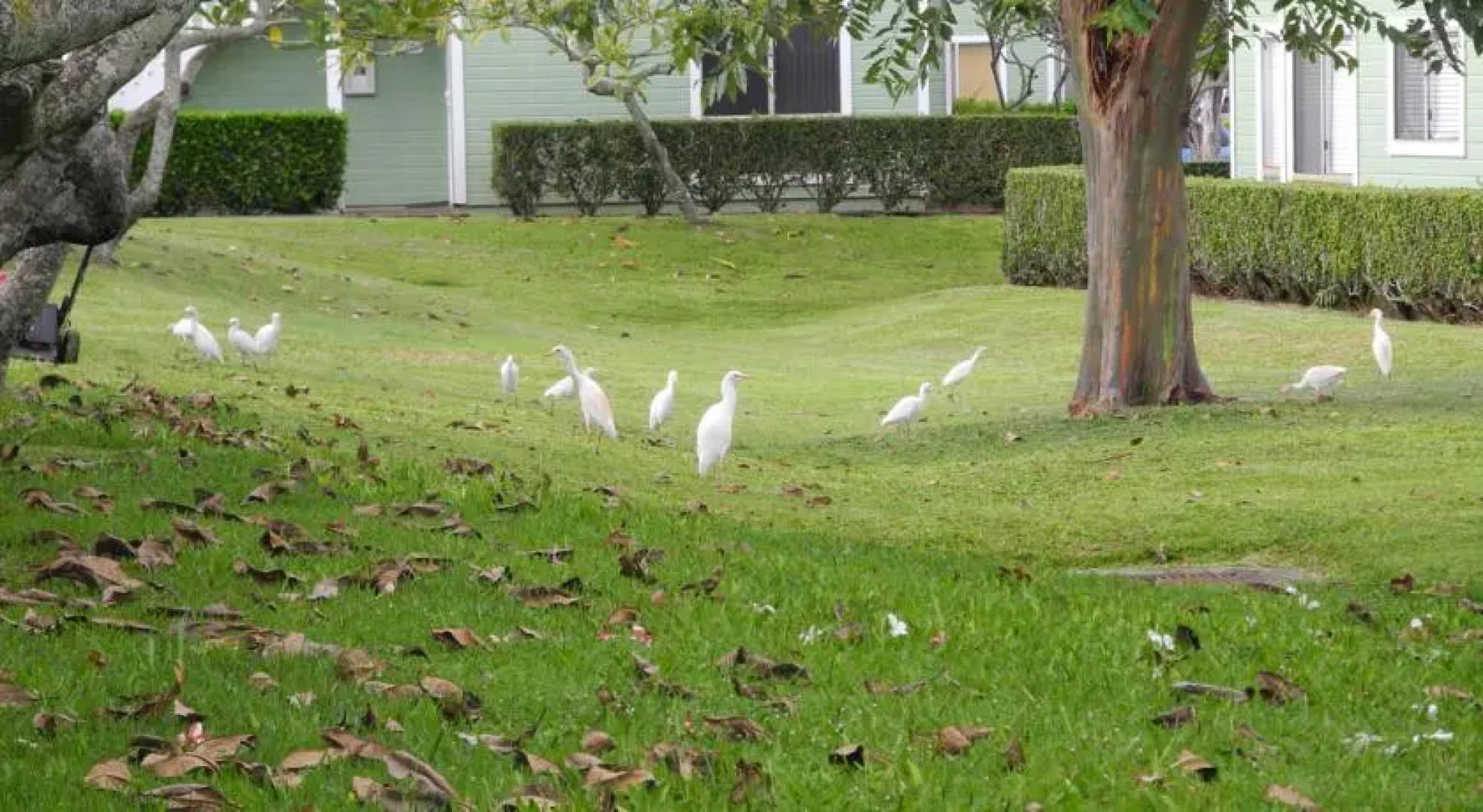 Shirleys Townhouse in Mililani