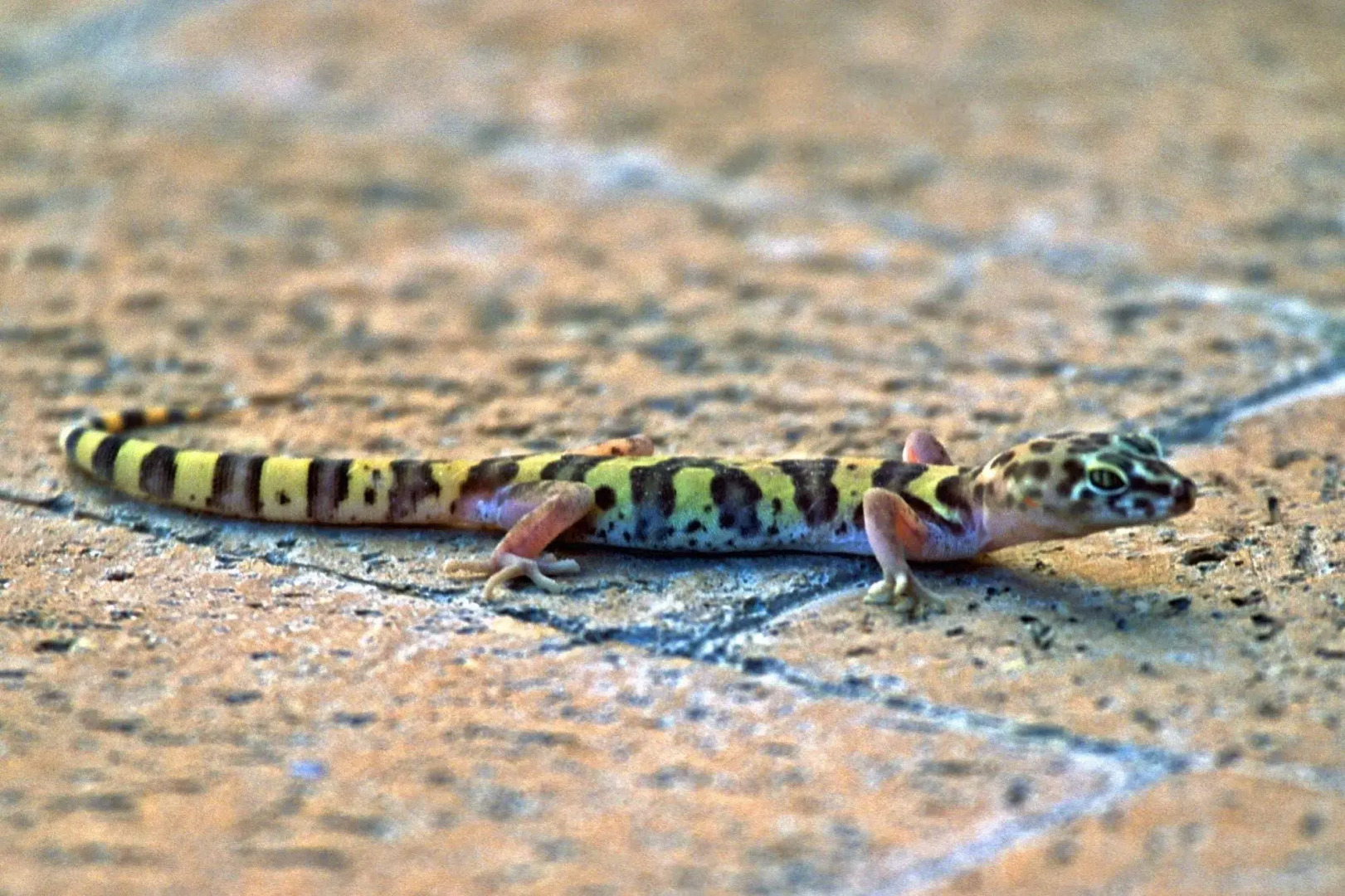 Azure Gate Bed And Breakfast