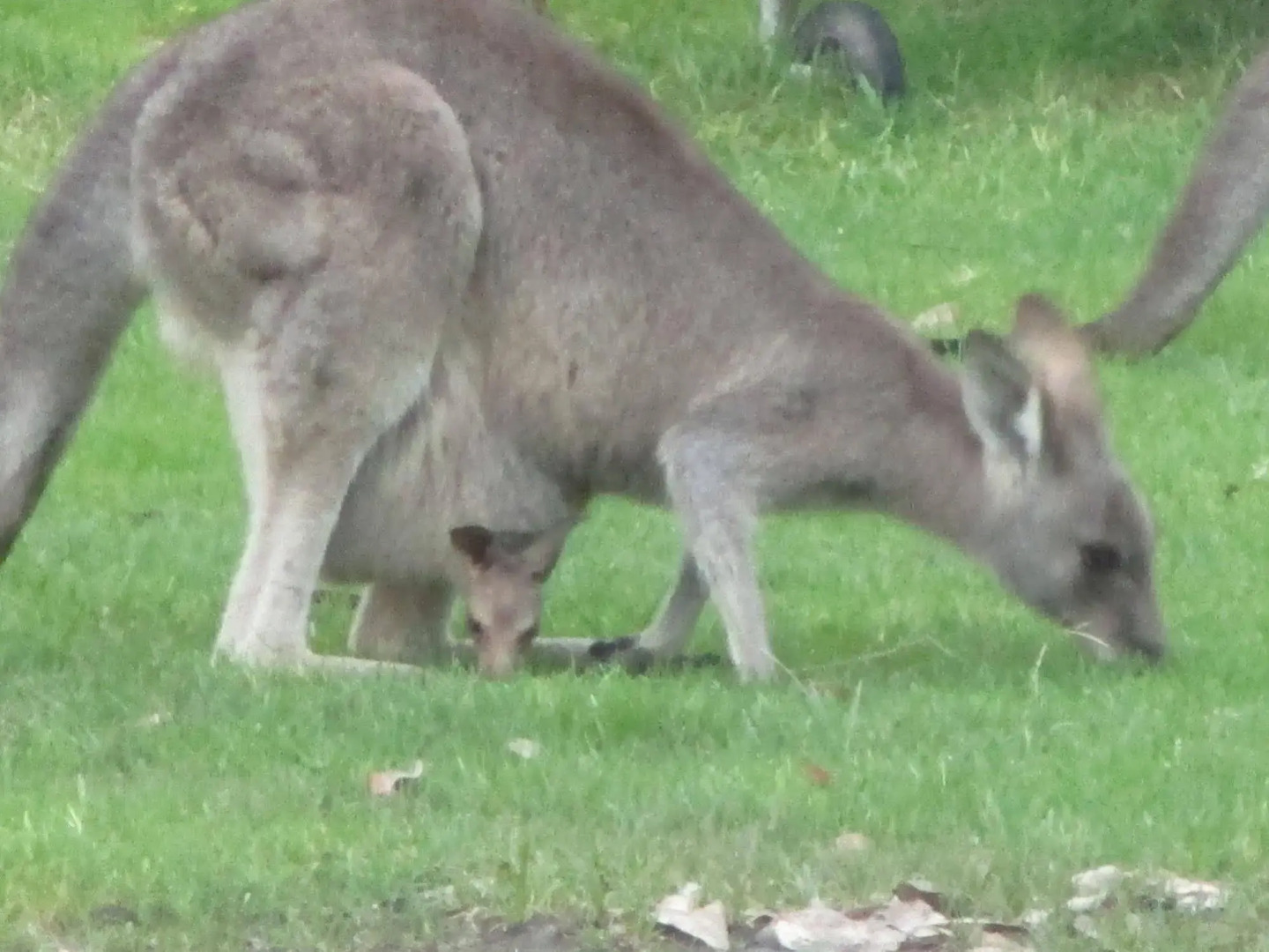 Mallacoota's Shady Gully Caravan Park