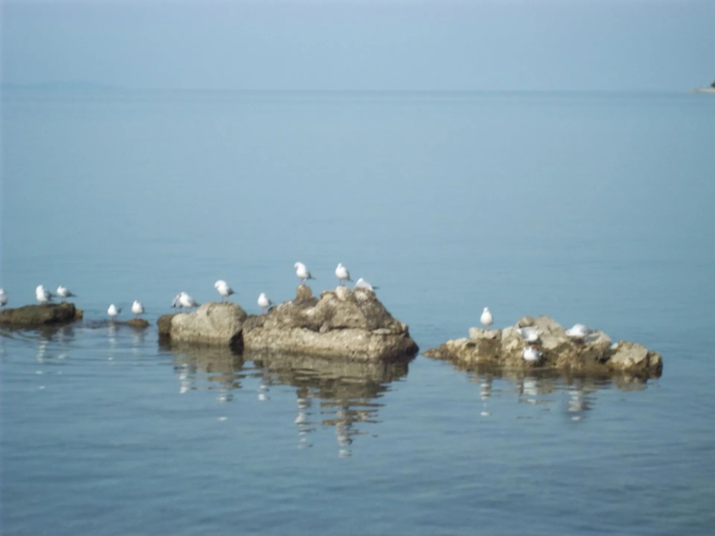 Apartment Duskica - close to the sea: A1 Petrcane, Zadar riviera