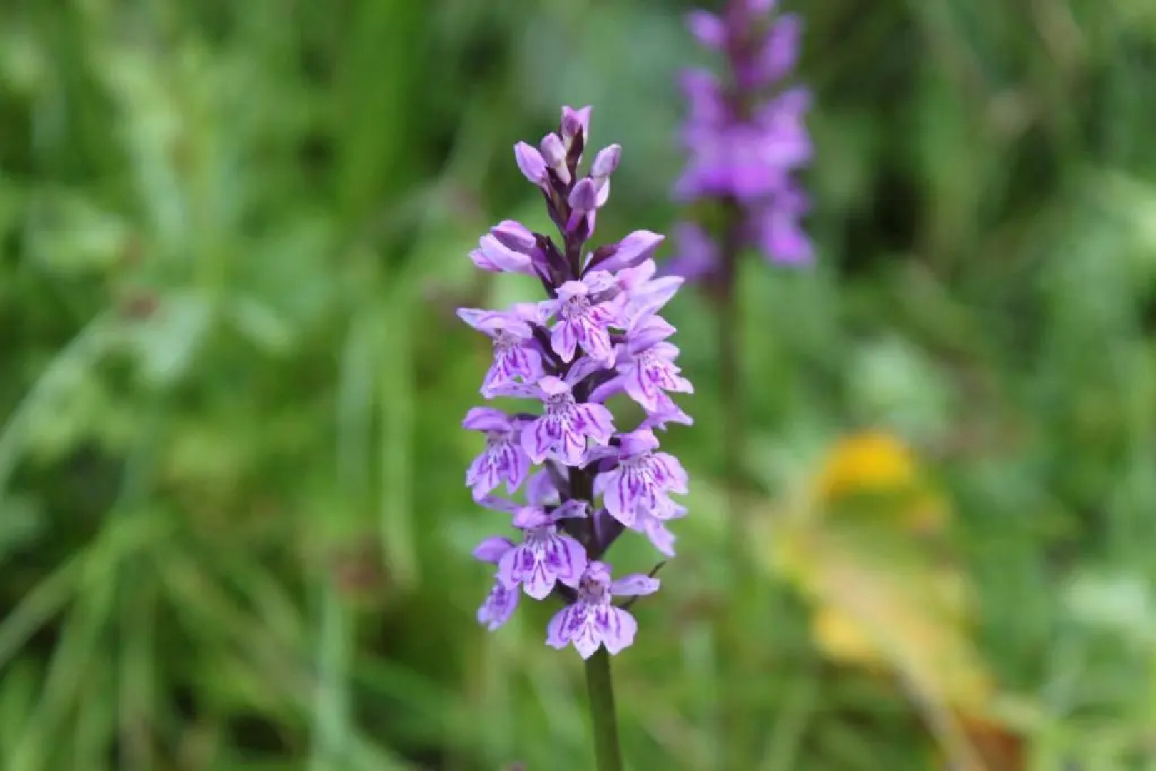 Saint Vincent Apartment