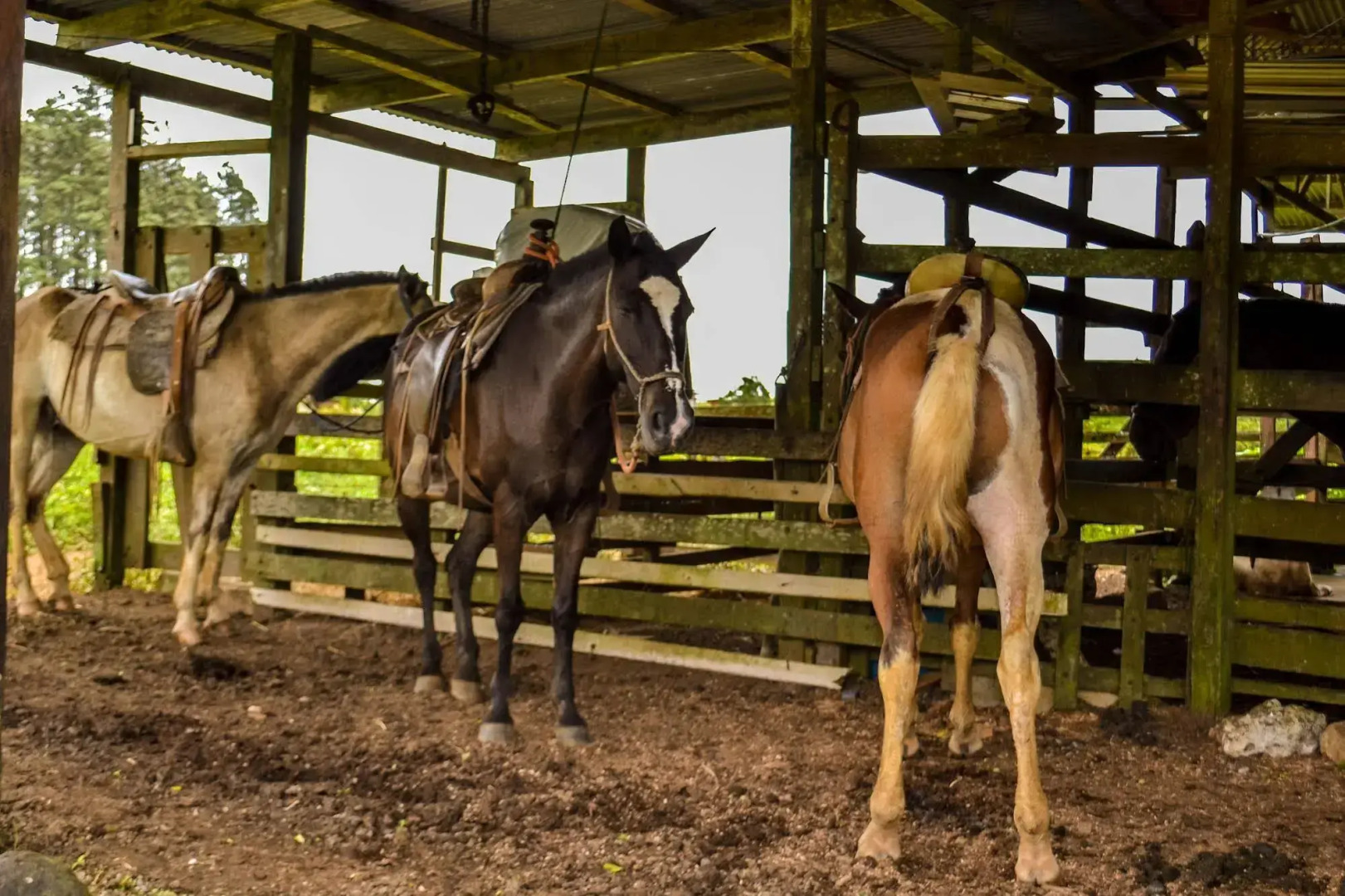 Termales del Bosque & Hot Springs