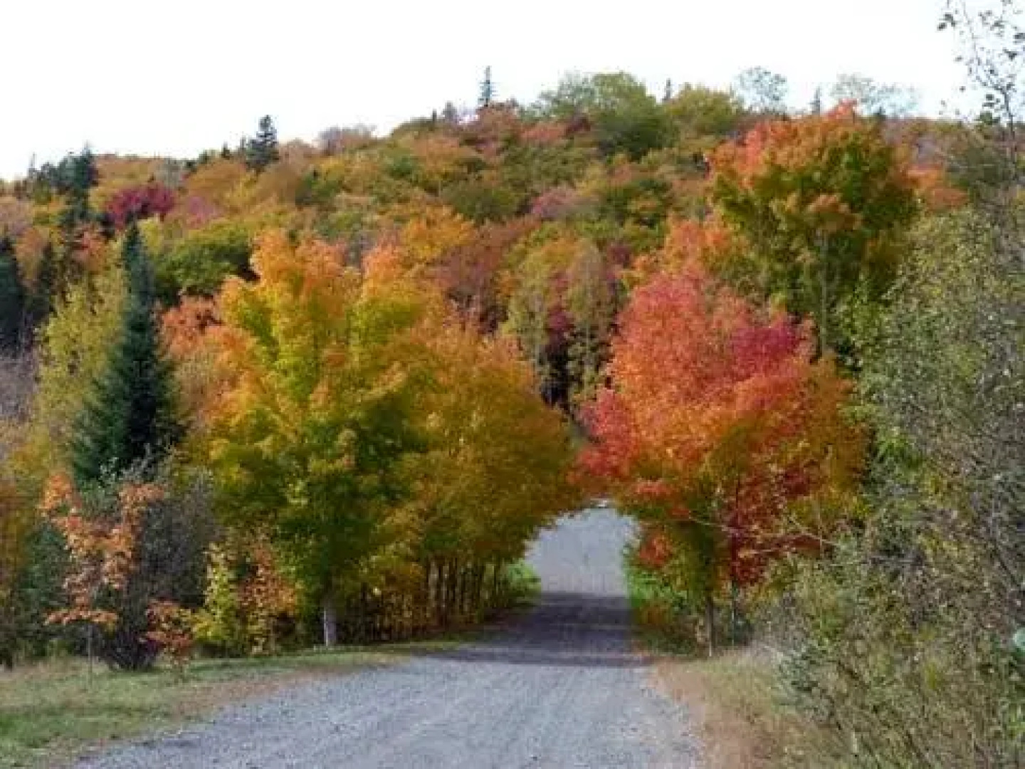 Rose and Thistle Bed and Breakfast