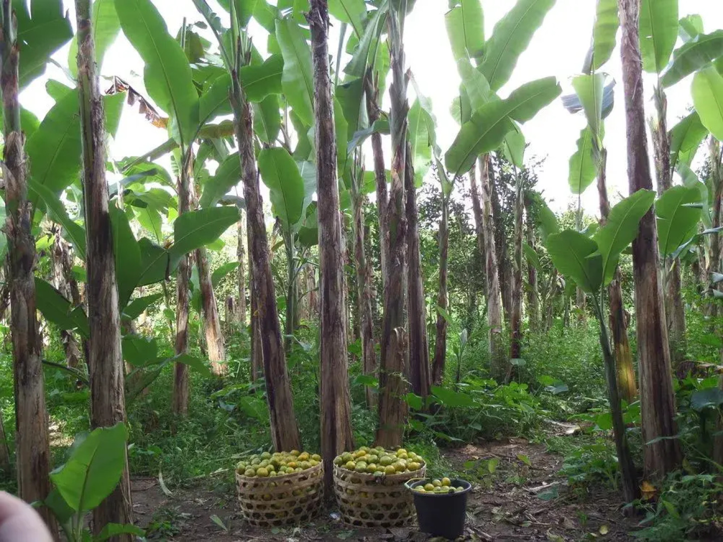 Senetan Villa and Spa Resort