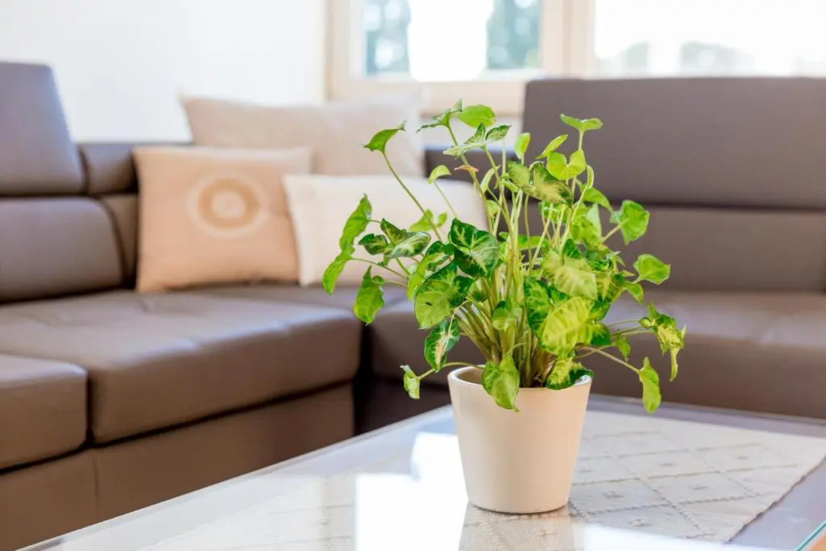 Casa Roman - nieuwe vakantiewoning - Deluxe 4p - Relax 4p - Comfort 4p -- ---Cosy 2p