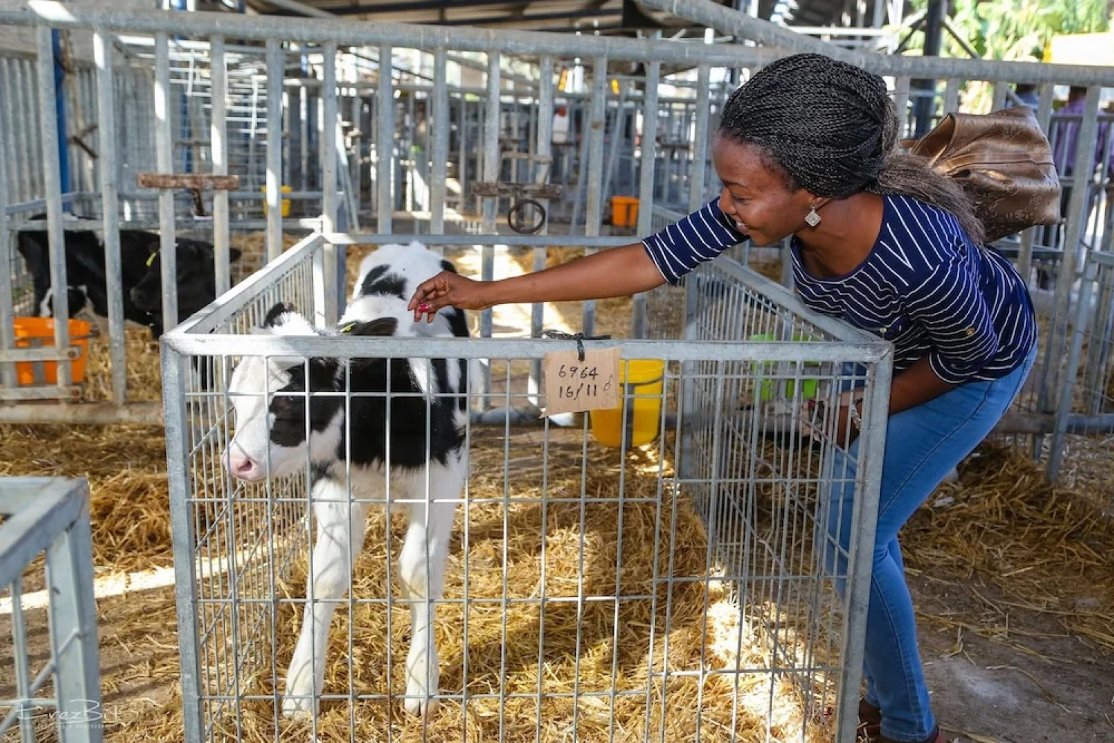 Shaar Hagolan Kibbutz Country Lodging
