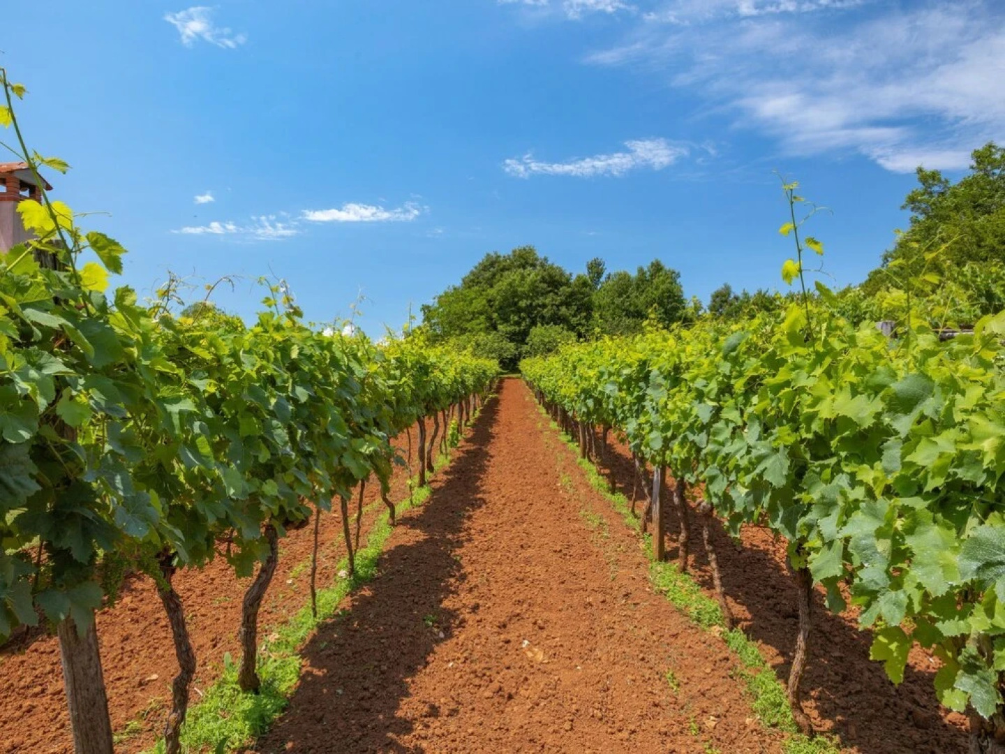 Ana Ru i i Sveta Nedelja