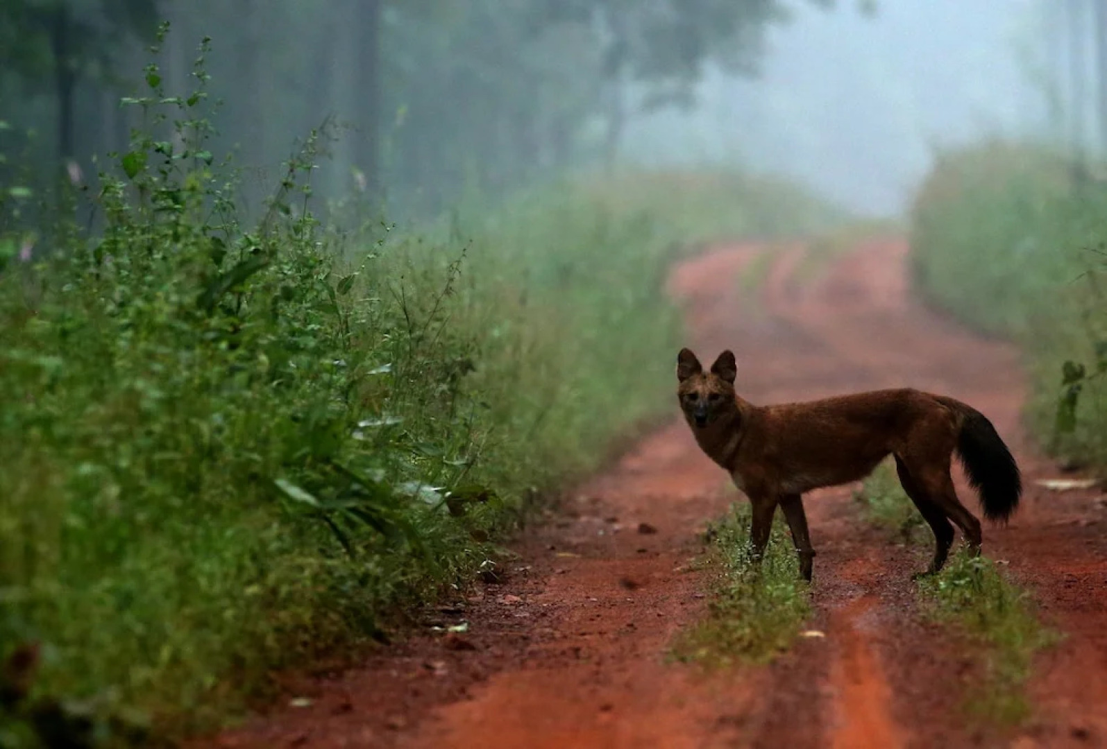 Red Earth Tadoba