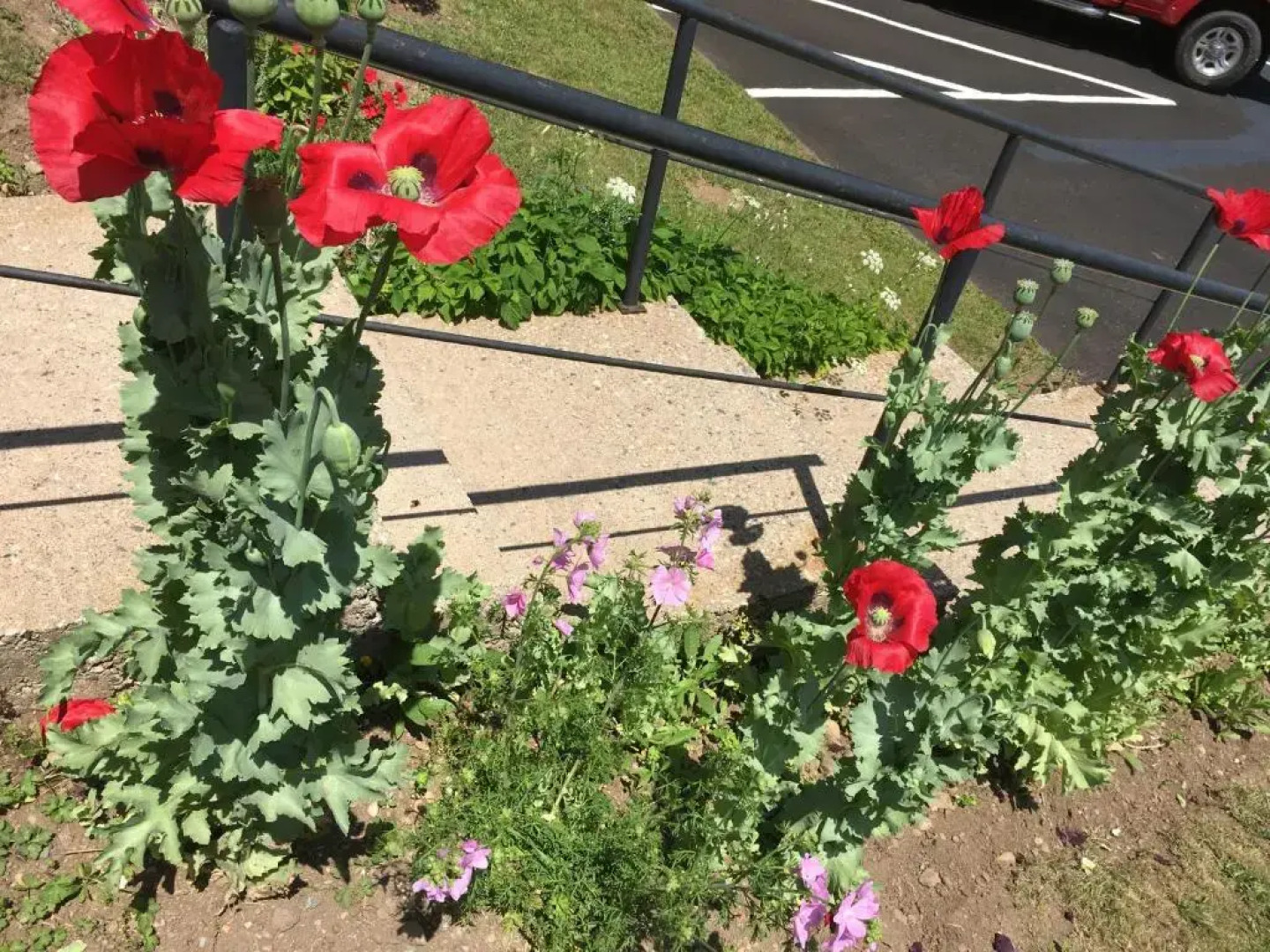 Harmony B&B & Suites