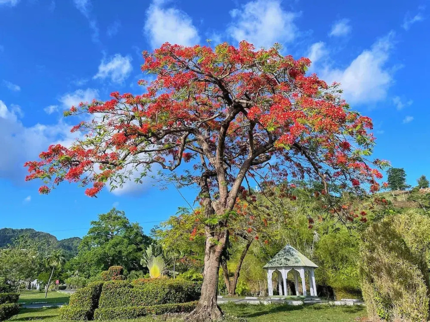Ocean Oasis Hotel Dominica